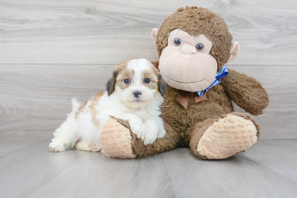 Best Shih Poo Baby