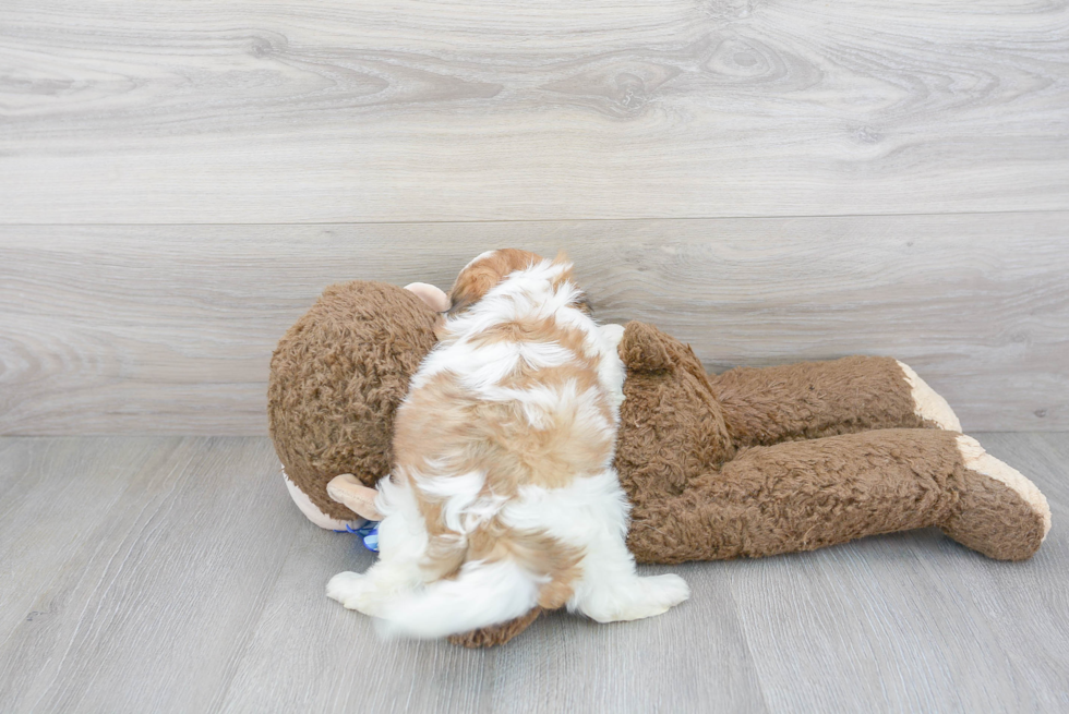 Hypoallergenic Shihpoo Poodle Mix Puppy