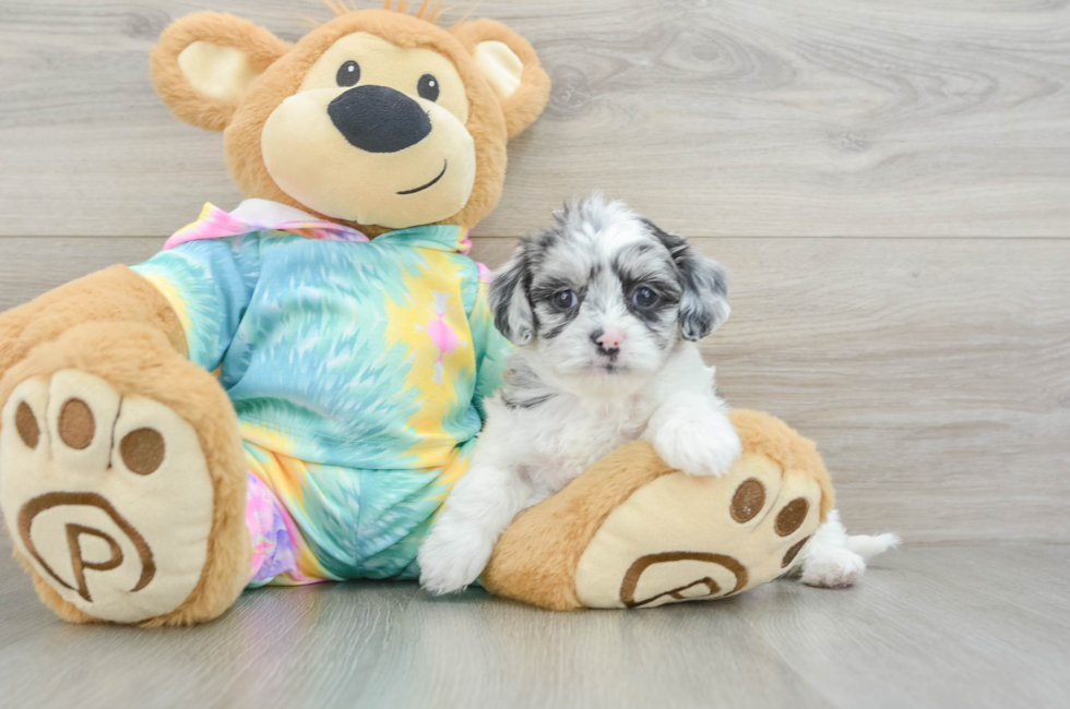 5 week old Shih Poo Puppy For Sale - Premier Pups