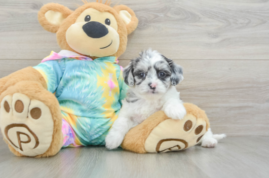 Petite Shih Poo Poodle Mix Pup