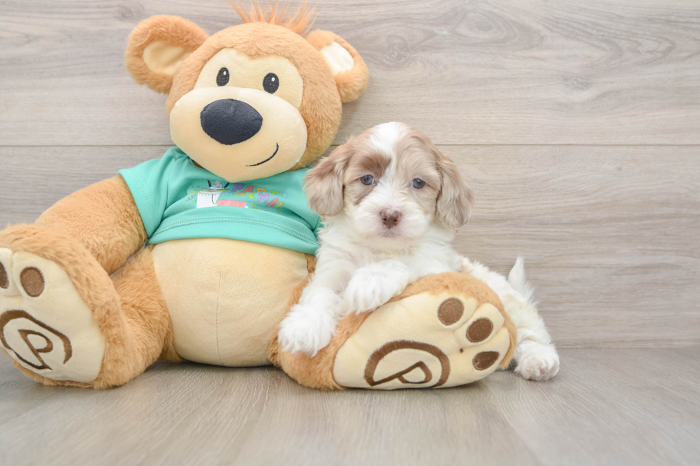 Shih Poo Pup Being Cute