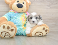 7 week old Shih Poo Puppy For Sale - Premier Pups