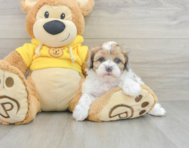 6 week old Shih Poo Puppy For Sale - Premier Pups