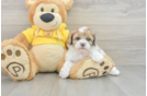 Shih Poo Puppy for Adoption