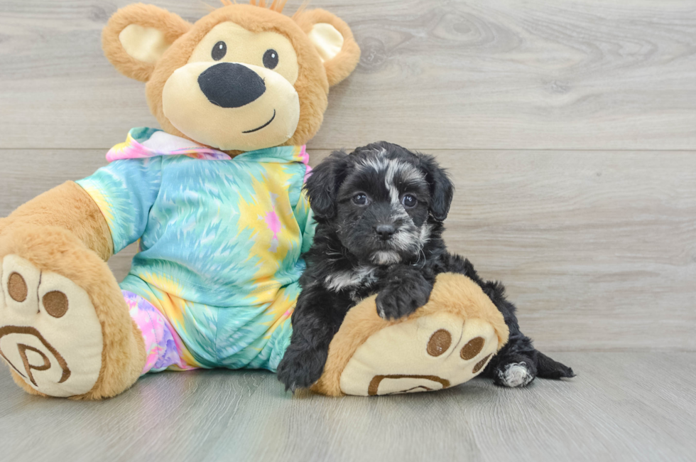 5 week old Shih Poo Puppy For Sale - Premier Pups