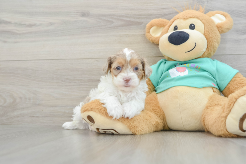 Meet Ireland - our Shih Poo Puppy Photo 1/3 - Premier Pups