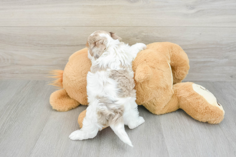 Meet Ireland - our Shih Poo Puppy Photo 2/3 - Premier Pups