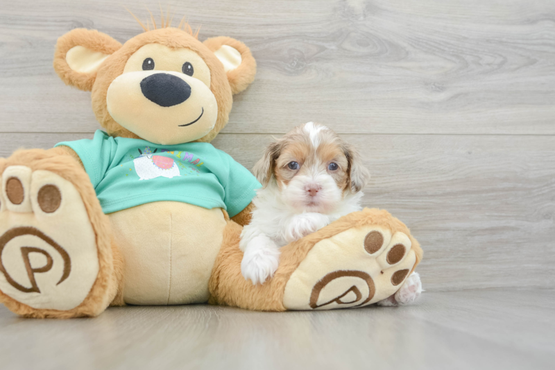 Meet Ireland - our Shih Poo Puppy Photo 3/3 - Premier Pups