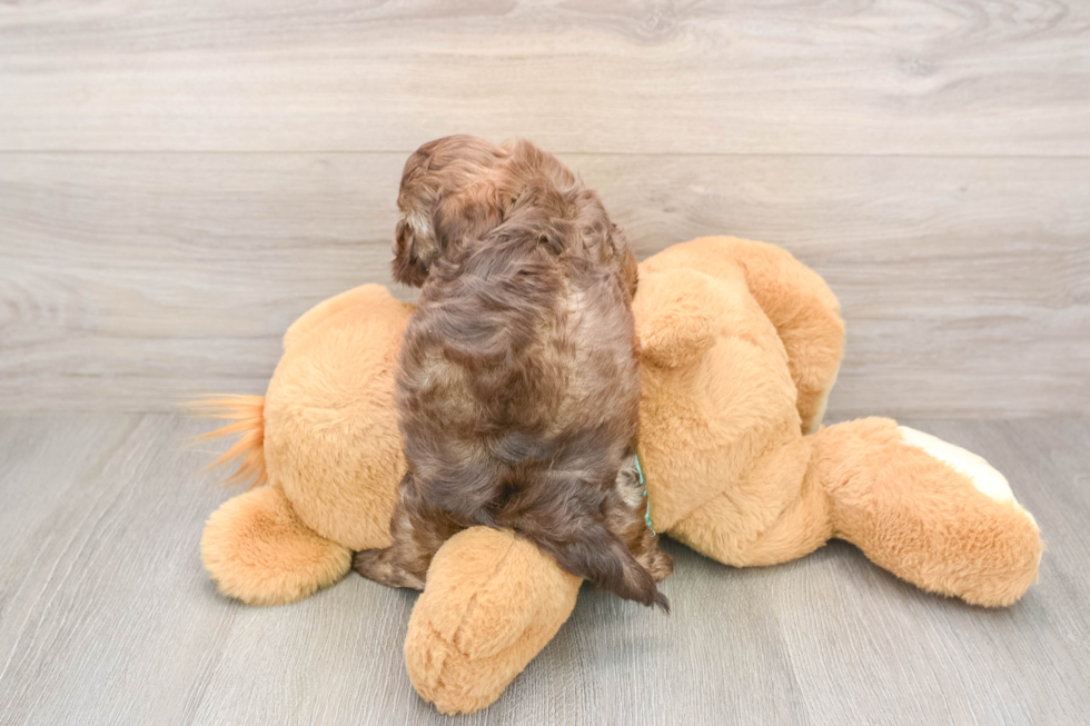 Shih Poo Puppy for Adoption