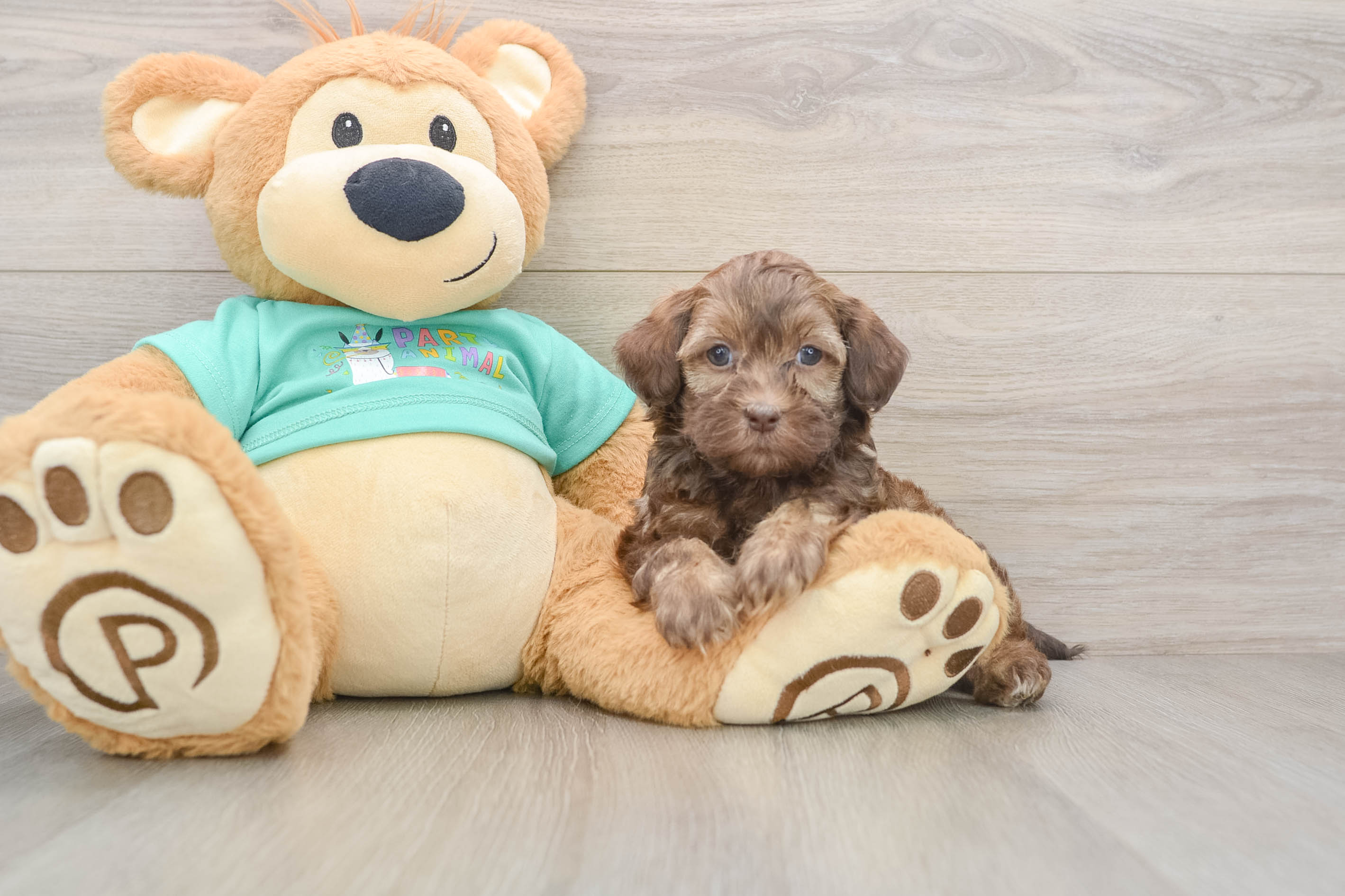 Sweet Shih Poo Baby