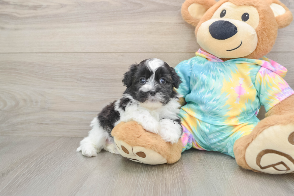 Shih Poo Puppy for Adoption