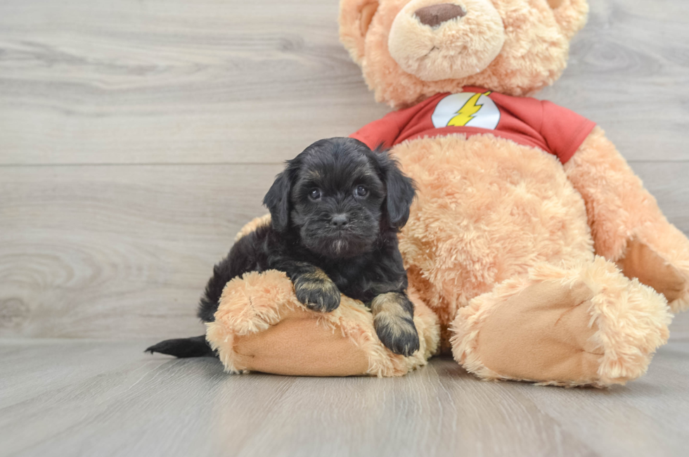 6 week old Shih Poo Puppy For Sale - Premier Pups