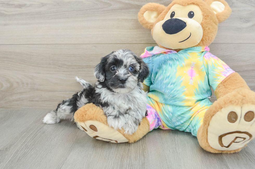 5 week old Shih Poo Puppy For Sale - Premier Pups