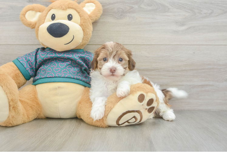 Fluffy Shih Poo Poodle Mix Pup
