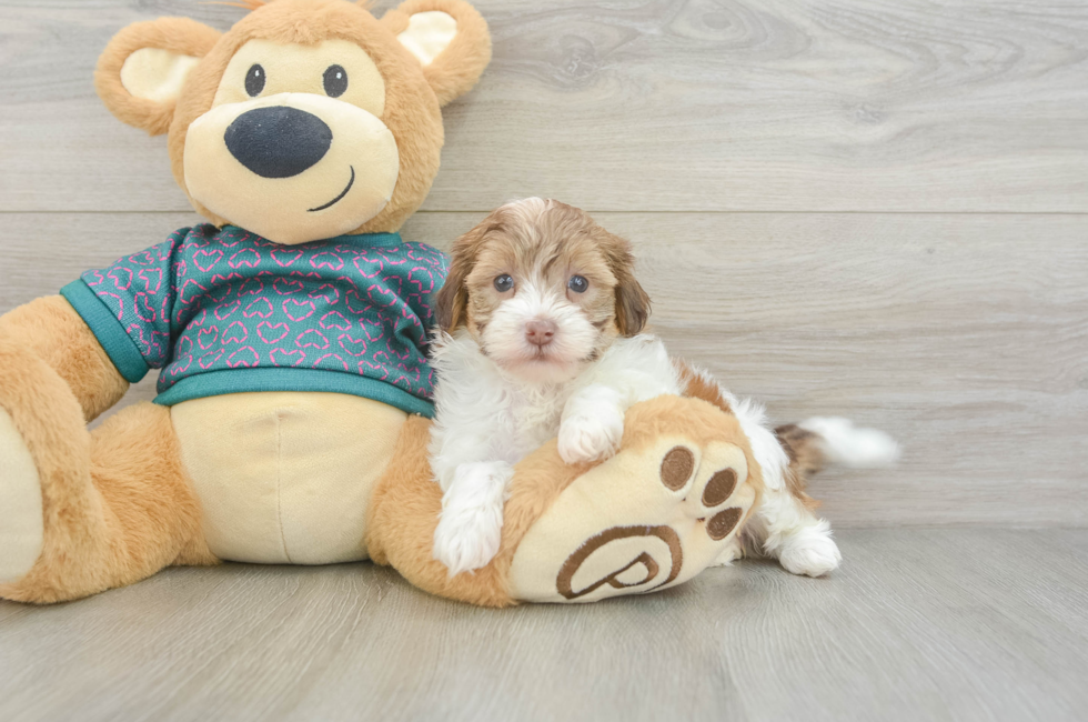 5 week old Shih Poo Puppy For Sale - Premier Pups