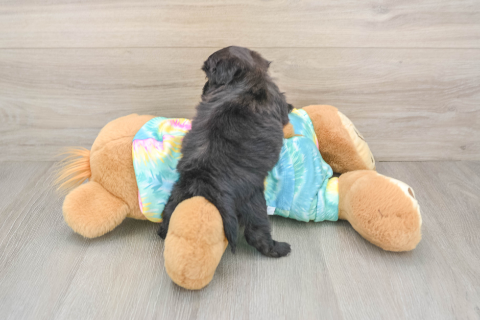 Smart Shih Poo Poodle Mix Pup