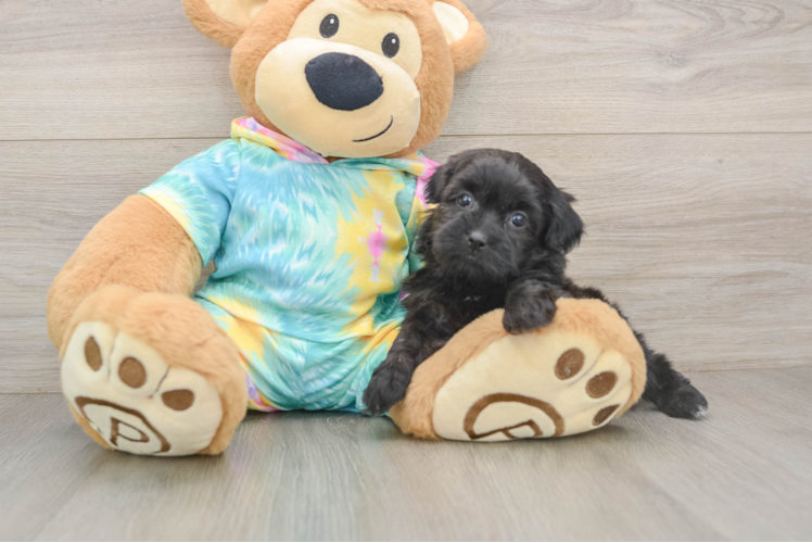 Fluffy Shih Poo Poodle Mix Pup
