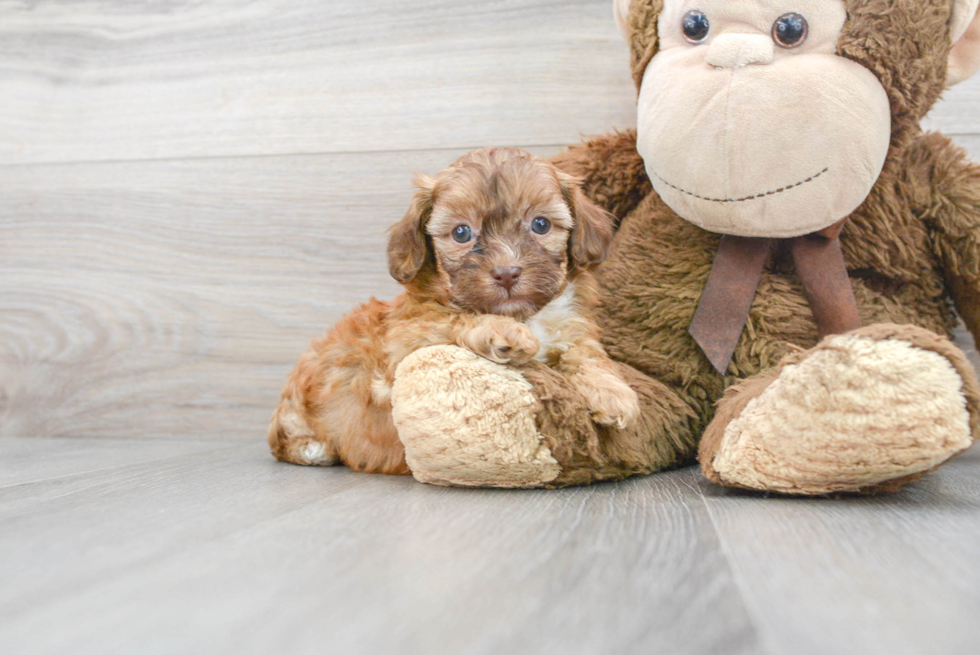 Popular Shih Poo Poodle Mix Pup