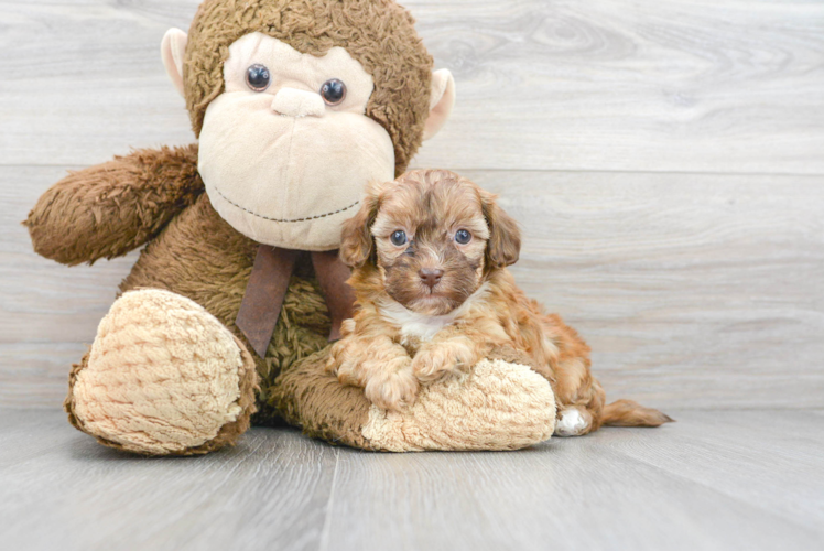 Shih Poo Puppy for Adoption