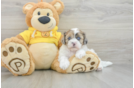 Shih Poo Puppy for Adoption