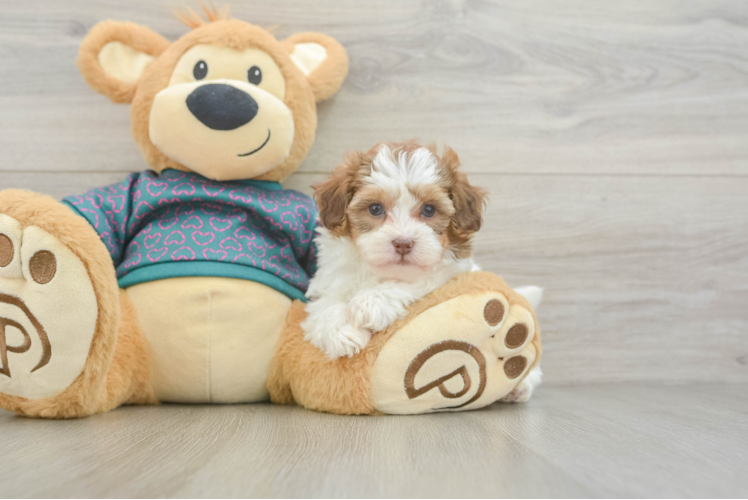 Happy Shih Poo Baby