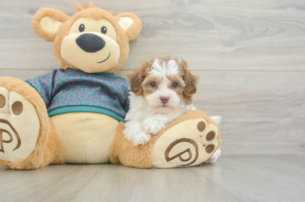5 week old Shih Poo Puppy For Sale - Premier Pups