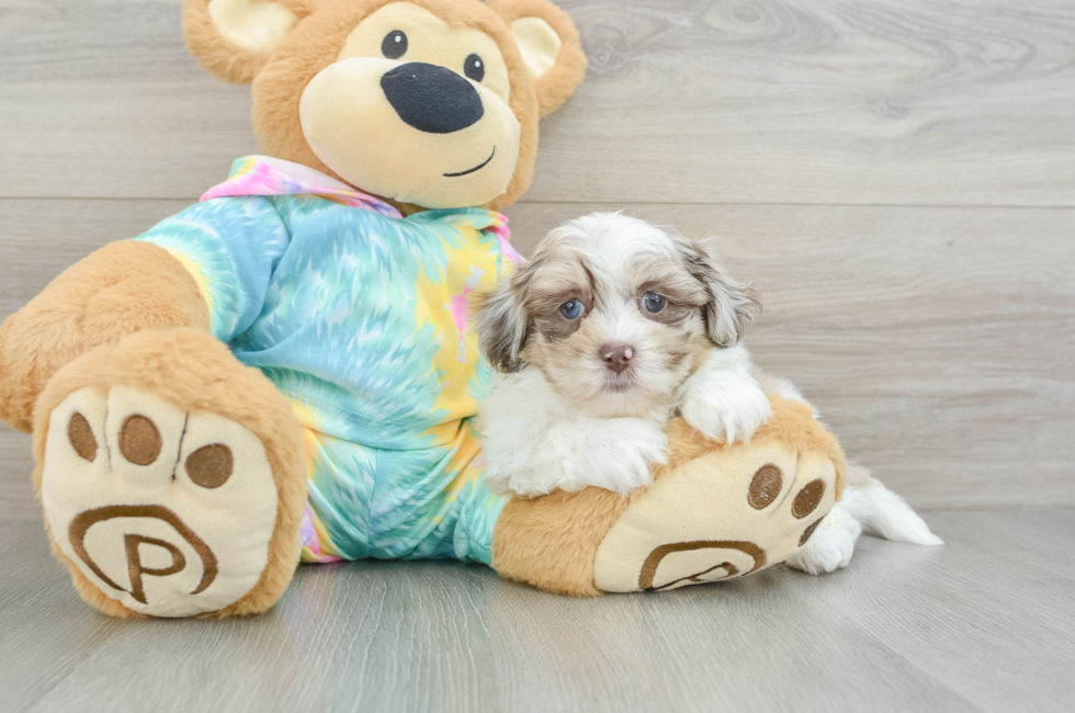 7 week old Shih Poo Puppy For Sale - Premier Pups