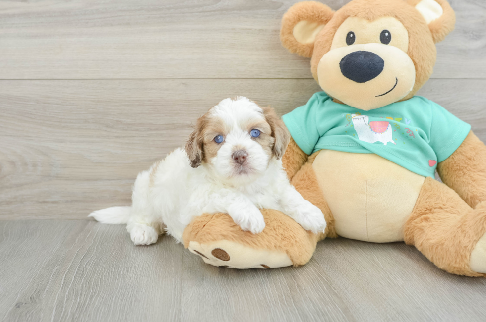 5 week old Shih Poo Puppy For Sale - Premier Pups
