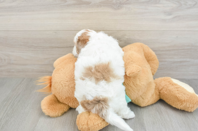 Meet Jamie - our Shih Poo Puppy Photo 2/3 - Premier Pups