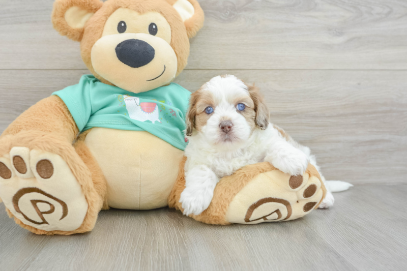 Meet Jamie - our Shih Poo Puppy Photo 3/3 - Premier Pups