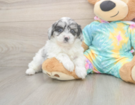 5 week old Shih Poo Puppy For Sale - Premier Pups