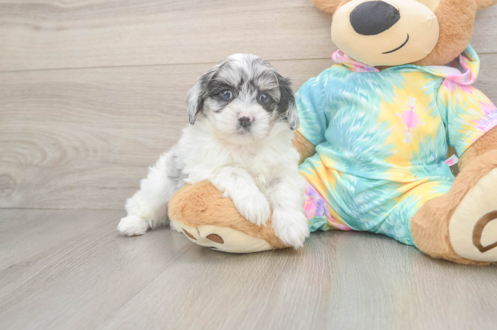 5 week old Shih Poo Puppy For Sale - Premier Pups