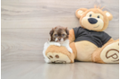 Energetic Shihpoo Poodle Mix Puppy