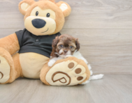 6 week old Shih Poo Puppy For Sale - Premier Pups