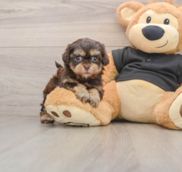 6 week old Shih Poo Puppy For Sale - Premier Pups