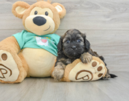 8 week old Shih Poo Puppy For Sale - Premier Pups
