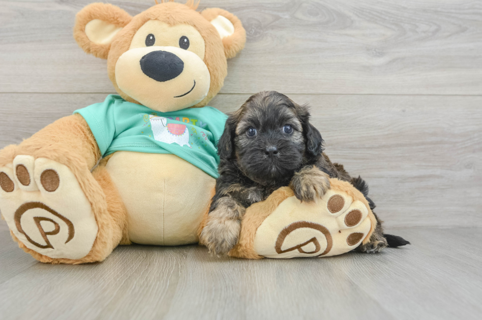 5 week old Shih Poo Puppy For Sale - Premier Pups