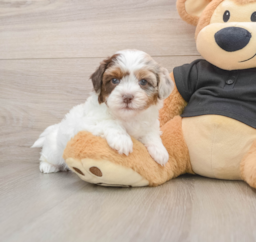 6 week old Shih Poo Puppy For Sale - Premier Pups