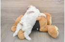Shih Poo Pup Being Cute