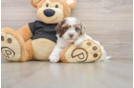 Best Shih Poo Baby