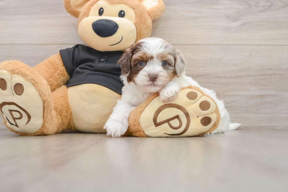 Best Shih Poo Baby