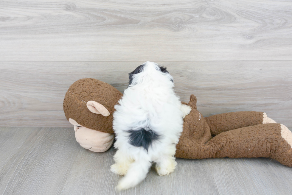 Petite Shih Poo Poodle Mix Pup