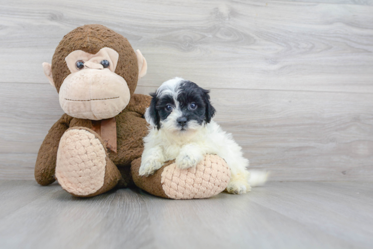 Sweet Shih Poo Baby