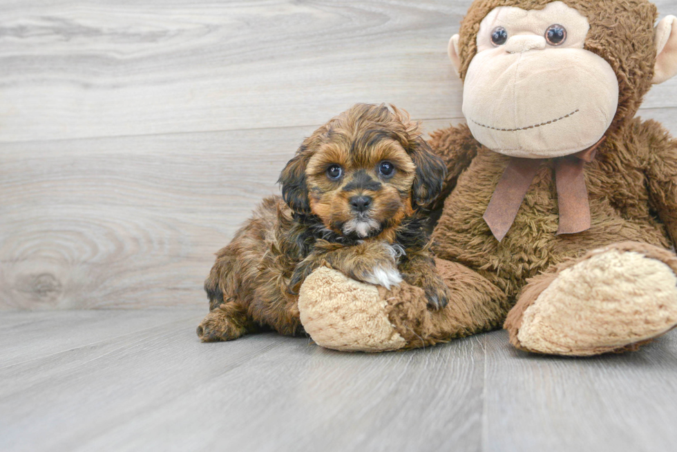 Shih Poo Puppy for Adoption