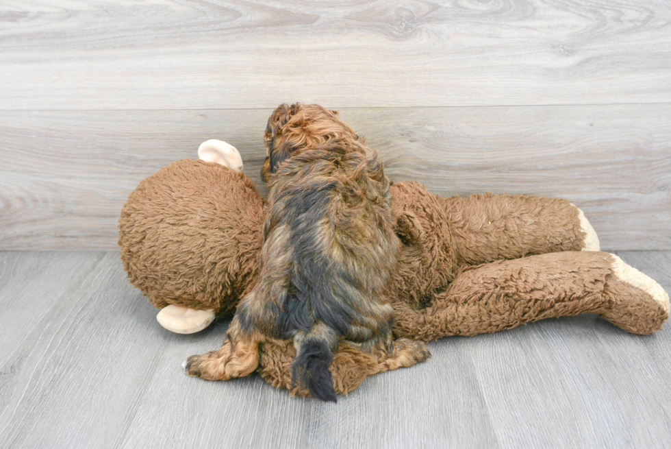 Playful Shih Poo Poodle Mix Puppy