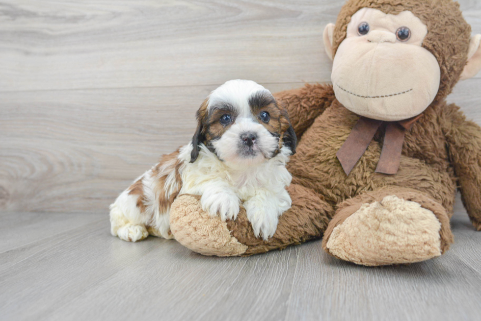 Energetic Shih Poo Poodle Mix Puppy