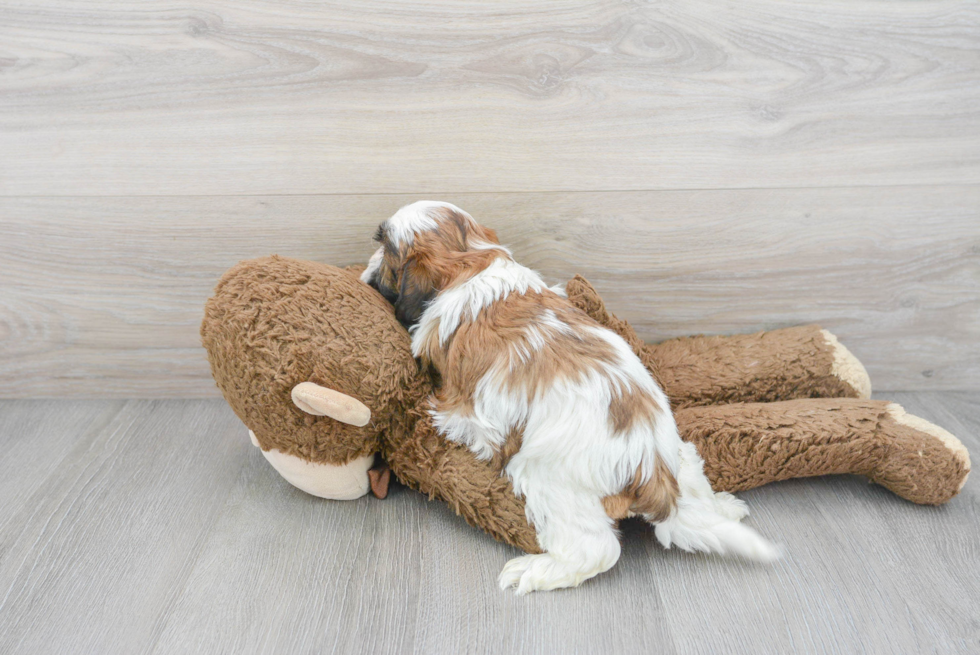 Shih Poo Pup Being Cute