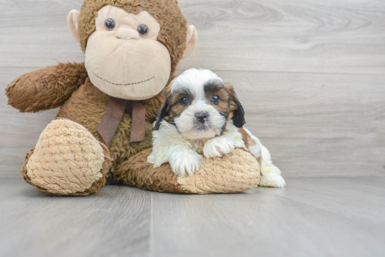 Shih Poo Puppy for Adoption