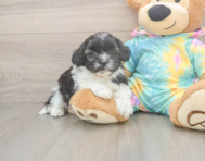 5 week old Shih Poo Puppy For Sale - Premier Pups