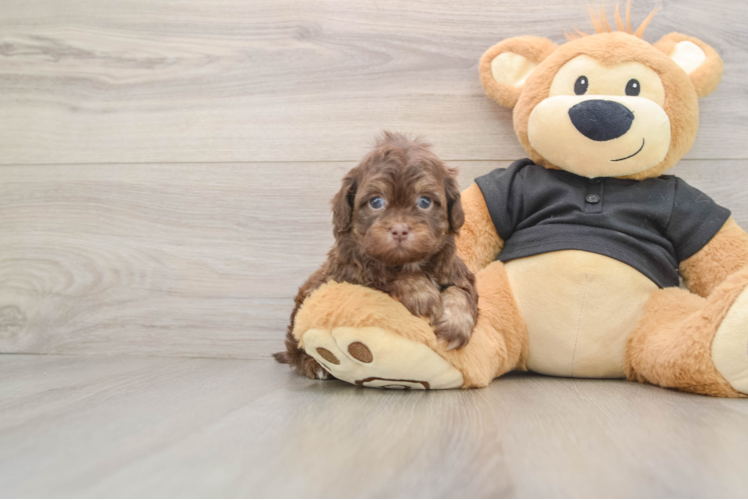 Shih Poo Puppy for Adoption